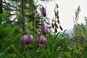 92 Giglio martagone (Lilium martagon)